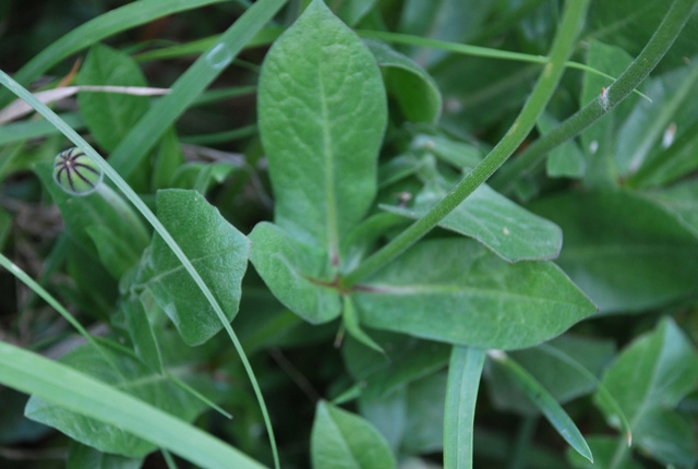 Urospermum dalechampii